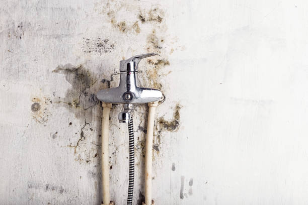 Best Mold Inspection  in Snohomish, WA