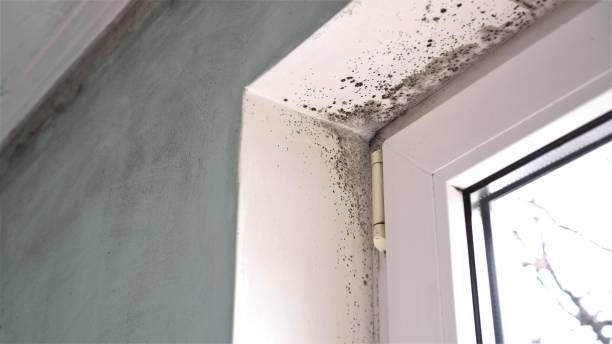 Best Residential Mold Removal  in Snohomish, WA