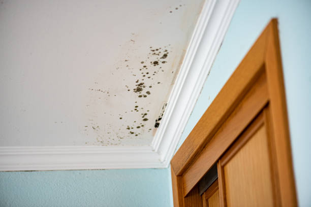 Mold Removal Process in Snohomish, WA