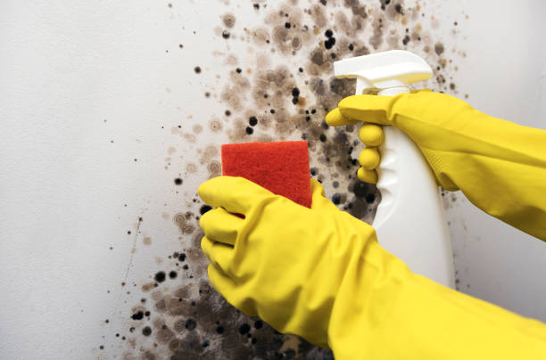 Best Mold Remediation  in Snohomish, WA